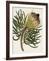 Antique Protea III-null-Framed Art Print