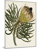 Antique Protea III-null-Mounted Art Print