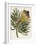 Antique Protea III-null-Framed Art Print