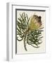 Antique Protea III-null-Framed Art Print