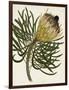 Antique Protea III-null-Framed Art Print