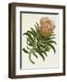 Antique Protea IV-null-Framed Art Print