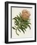 Antique Protea IV-null-Framed Art Print