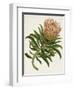 Antique Protea IV-null-Framed Art Print