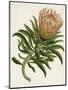 Antique Protea IV-null-Mounted Art Print