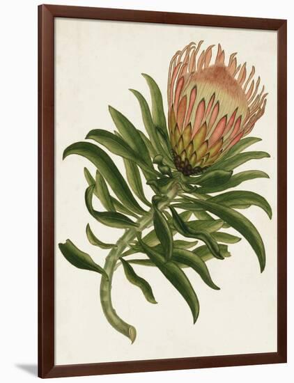 Antique Protea IV-null-Framed Art Print