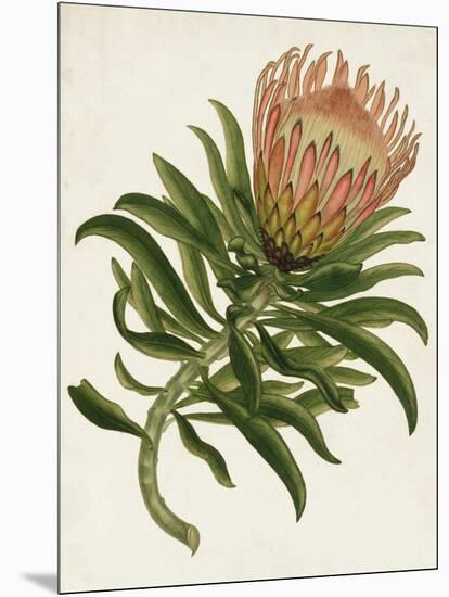 Antique Protea IV-null-Mounted Art Print