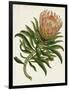 Antique Protea IV-null-Framed Art Print