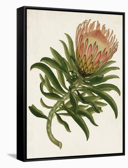 Antique Protea IV-null-Framed Stretched Canvas