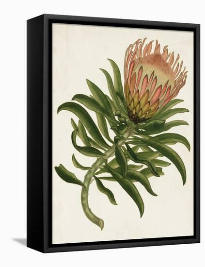 Antique Protea IV-null-Framed Stretched Canvas