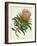 Antique Protea IV-null-Framed Art Print