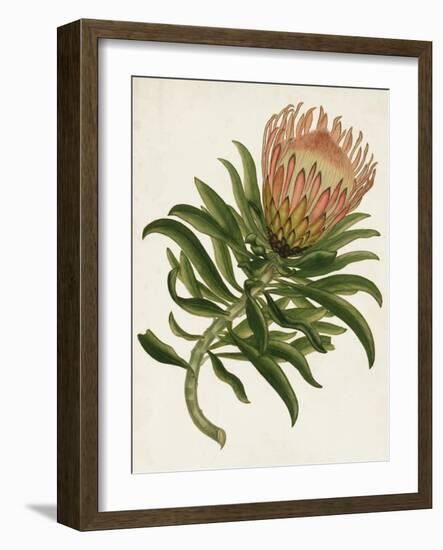 Antique Protea IV-null-Framed Art Print