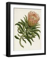 Antique Protea IV-null-Framed Art Print