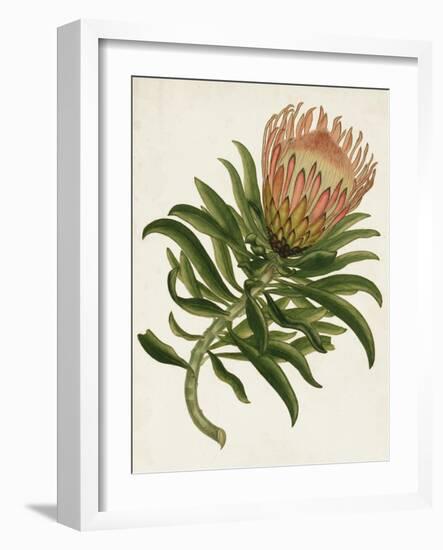 Antique Protea IV-null-Framed Art Print