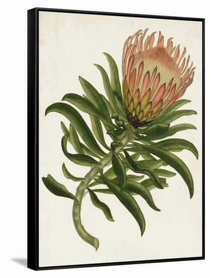 Antique Protea IV-null-Framed Stretched Canvas