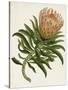 Antique Protea IV-null-Stretched Canvas