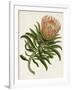 Antique Protea IV-null-Framed Art Print