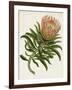 Antique Protea IV-null-Framed Art Print