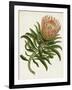 Antique Protea IV-null-Framed Art Print