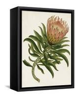 Antique Protea IV-null-Framed Stretched Canvas