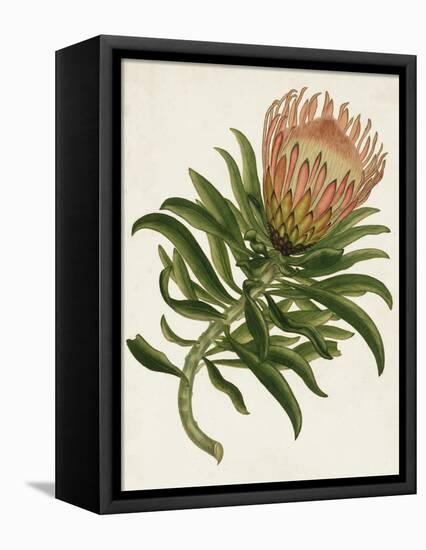 Antique Protea IV-null-Framed Stretched Canvas