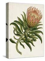 Antique Protea IV-null-Stretched Canvas