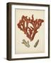 Antique Red Coral II-Vision Studio-Framed Art Print