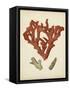 Antique Red Coral II-Vision Studio-Framed Stretched Canvas