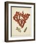 Antique Red Coral II-Vision Studio-Framed Art Print