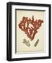 Antique Red Coral II-Vision Studio-Framed Art Print