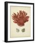 Antique Red Coral III-Vision Studio-Framed Art Print