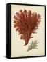 Antique Red Coral V-Vision Studio-Framed Stretched Canvas