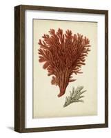 Antique Red Coral V-Vision Studio-Framed Art Print