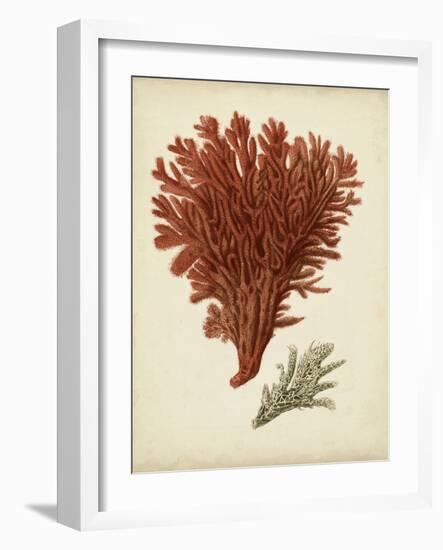 Antique Red Coral V-Vision Studio-Framed Art Print