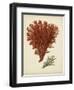 Antique Red Coral V-Vision Studio-Framed Art Print