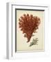 Antique Red Coral V-Vision Studio-Framed Art Print