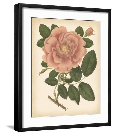 Antique Rose I--Framed Giclee Print