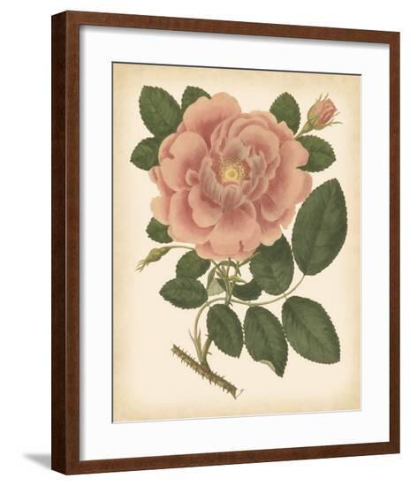 Antique Rose I--Framed Giclee Print