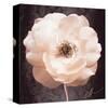 Antique Rose-Christine Zalewski-Stretched Canvas