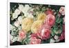 Antique Roses on Black Crop-Danhui Nai-Framed Art Print