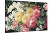 Antique Roses on Black Crop-Danhui Nai-Stretched Canvas