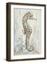 Antique Sea Horse I-Patricia Pinto-Framed Art Print