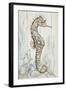 Antique Sea Horse I-Patricia Pinto-Framed Art Print