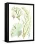 Antique Seaweed Composition I-Vision Studio-Framed Stretched Canvas