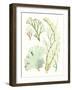 Antique Seaweed Composition I-Vision Studio-Framed Art Print