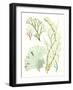 Antique Seaweed Composition I-Vision Studio-Framed Art Print