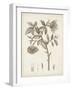 Antique Sepia Botanicals I-0 Unknown-Framed Art Print