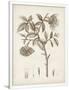 Gramercy White