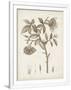 Gramercy White