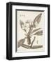 Antique Sepia Botanicals II-0 Unknown-Framed Art Print